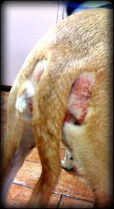 No Fur On My Dog S Butt And Chemicals On My Pet Virtuavet