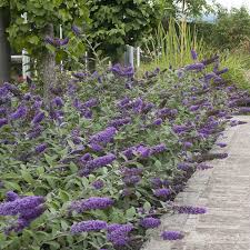 Image result for Buddleja pulchella