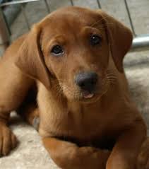 Browse our fox red labrador retriever puppies for sale and bring home your family's. 12 Best Fox Red Lab Puppies Ideas Red Lab Puppies Lab Puppies Puppies