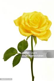 Image result for Rosa sp.