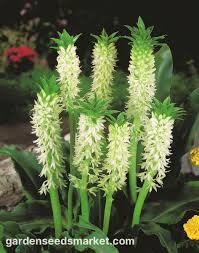 Image result for Eucomis autumnalis