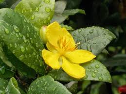 Image result for Ochna kirkii