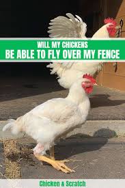 Properly clipped a chicken will not be able to jump more than 24 high. Can Chickens Fly Facts Information