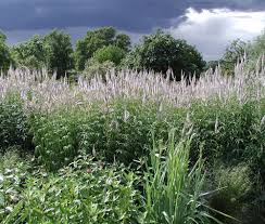 Tubular, pale purple flowers form dense spikes atop the stems. Veronicastrum Hybride Lavendelturm Bepflanzung Bluhende Pflanzen Pflanzen