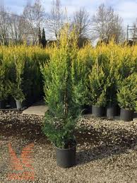 The leighton green cultivar has been most commonly used as christmas trees. Leyland Cypress Castlewellan Gold Vrtni Center Moga