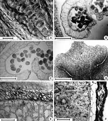 Image result for Behniaceae