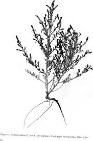 Image result for Trianthema salsoloides