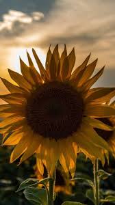 Dikirim dalam bentuk kemasan utuh persis seperti foto bunga sunflower evening sun ini sangat menyukai sinar matahari yang penuh. Pin Oleh Samantha Teixeira Di Carnet De Identificacion Bunga Liar Bunga Bunga Matahari