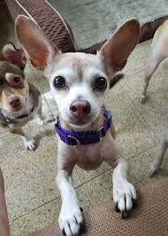 A national symbol of mexico, these alert and. Adopt Sassy On Petfinder Dog Adoption Chihuahua Love Meds For Dogs
