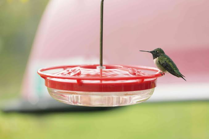 Hummingbird Nectar Recipe