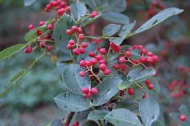 Image result for Zanthoxylum lindense
