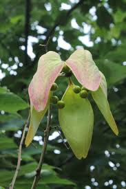 Image result for Firmiana