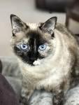 Characteristics of Tortoiseshell Cats - Pets