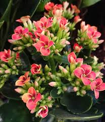 Flaming Katy Kalanchoe Blossfeldiana Guide Our House Plants