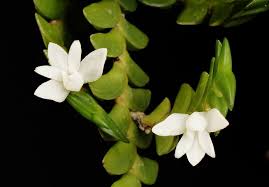 Image result for Angraecum distichum