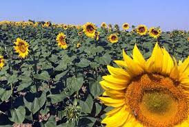 Why Is The Sunflower The National Flower Of Ukraine Sunflower Flowers Travel To Ukraine