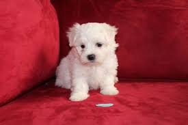 See photos of cute puppies in your area at local before you search for puppies for sale, consider adopting a puppy! Pin On Puppies For Sale