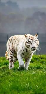 Pin By Fozia Khanam On Beautiful Animals Of The World Big Cats Photography Wild Cats Animals Beautiful