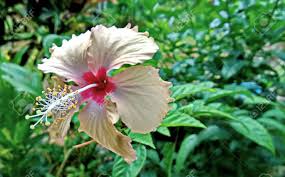 Yellow Hibiscus Pink Close Up Flower The National Flower Of Stock Photo Picture And Royalty Free Image Image 139730200