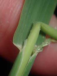 Image result for Sporobolus pyramidalis