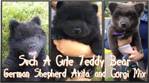 They are obedient and very loyal, so they live to please. German Shepherd Akita And Corgi Mix Such A Cute Teddy Bear Youtube