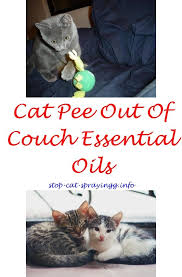 Cat Pee Siamese Kittens Cat Spray Cat Pee Cats