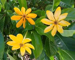 Image result for Gardenia cornuta