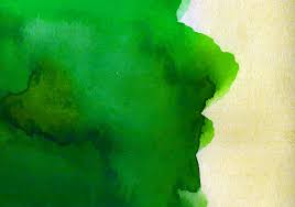 Image result for Agelanthus deltae