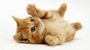 Arti nama muezza berasal dari bahasa arab yang dibaca mu'izza (معزة), mungkin supaya lebih cocok sebagai nama kucing di indonesia, sehingga secara verbal sedikit diplesetkan menjadi muezza. Kucing Jantan Nama Kucing Nabi Sulaiman 81021 Nama Untuk Kucing Comel Lucu Dan Unik