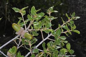 Image result for Kotschya sp.no.A