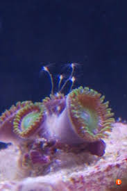 Hydroids - How Do I Eliminate- They Have Taken Over My Tank | Page 3 |  Reef2Reef Saltwater And Reef Aquarium Forum