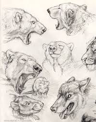 Zhivotnye Grafika Animal Drawings Sketches Bear Art Animal Sketches