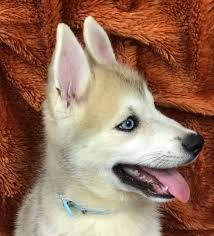 Check spelling or type a new query. Visit Our Pomsky Puppies For Sale Near Miami Florida