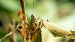 While corn plant (dracaena fragrans) grows outdoors in u.s. Ravenous Insects May Be Coming For Our Crops In A Warming World Science Aaas