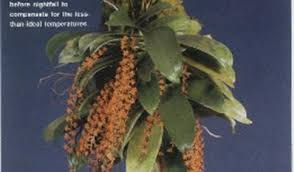 Image result for Chamaeangis