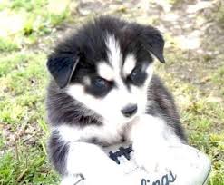 One can get buldog puppies, husky puppies, samoyed puppies etc that from various reason are offered for adoption. Siberian Husky Puppies For Sale For Sale In Orlando Florida Classified Americanlisted Com