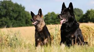 Black German Shepherd The Ultimate Breed Guide All