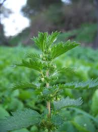 Image result for Urtica urens