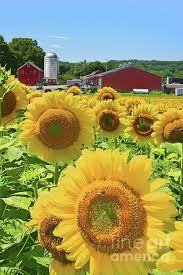 Sunflower Joy A Landscape View Of Farm Sunflower Fields In Northwest Nj Click On The Visit Button For Deta Sunflower Fields Sunflower Sunflower Photography