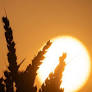Record-Breaking Heatwave Sweeps Germany with Temperatures Up to 44°C