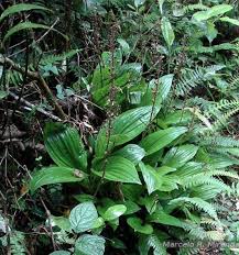 Image result for Liparis nervosa