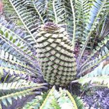 Image result for Encephalartos schmitzii