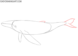 Draw the mouth of this blue whale. How To Draw A Whale Easy Drawing Art