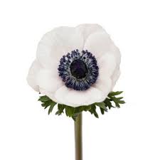 Anemones Marianne Panda Choose Stem Count Sam S Club Anemone Anemone Flower Flowers