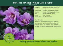 Image result for Hibiscus syriacus Violet Clair Double