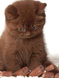 When you are ready, contact the cat breeders, rescues or pet owners of your favorite kittens to learn more and plan your visit. Pin On Eponymous