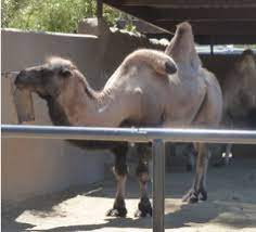 Do you know what the hump of a camel is used for? Do Camels Humps Really Hold Water Ple Disease Ecology