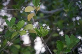 Image result for Volkameria