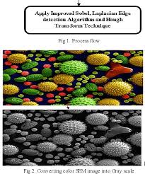 The tissue paper will absorb the water, and iodine solution spreads out under the cover slip until the whole specimen is covered with stain (figure 4). Edge Detection In Scanning Electron Microscope Sem Images Using Various Algorithms Semantic Scholar
