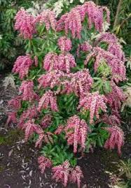 We offer a wide range of evergreens, from flowering evergreen trees to shade loving evergreen trees. 75 Evergreen Trees Shrubs Ideas Shrubs Trees And Shrubs Evergreen